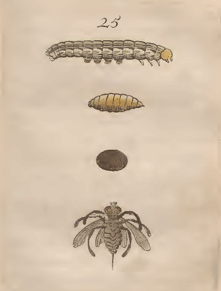 illustratie