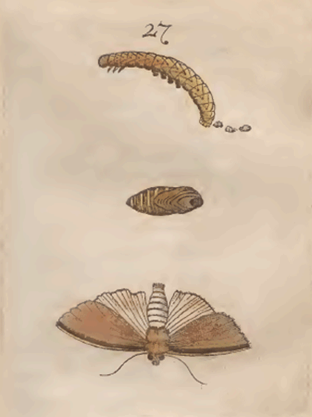 illustratie