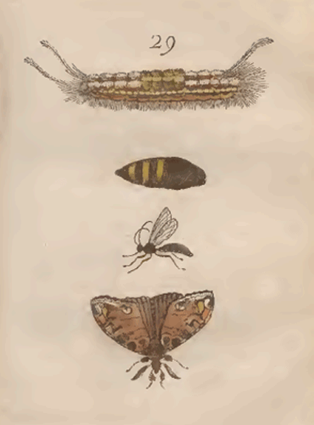 illustratie