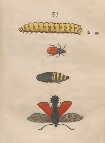 illustratie
