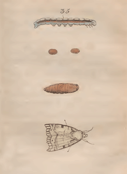 illustratie