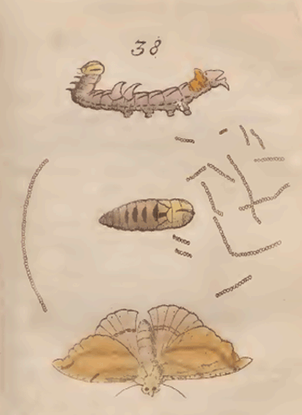 illustratie