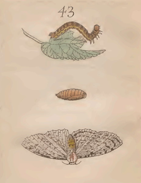 illustratie