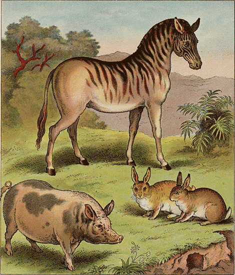 illustratie