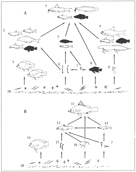 illustratie