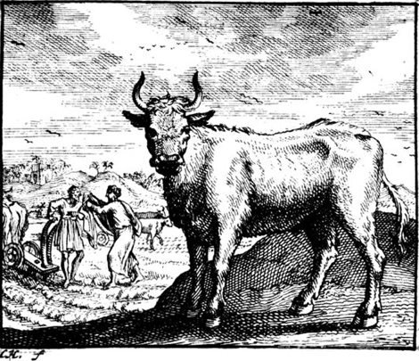 illustratie