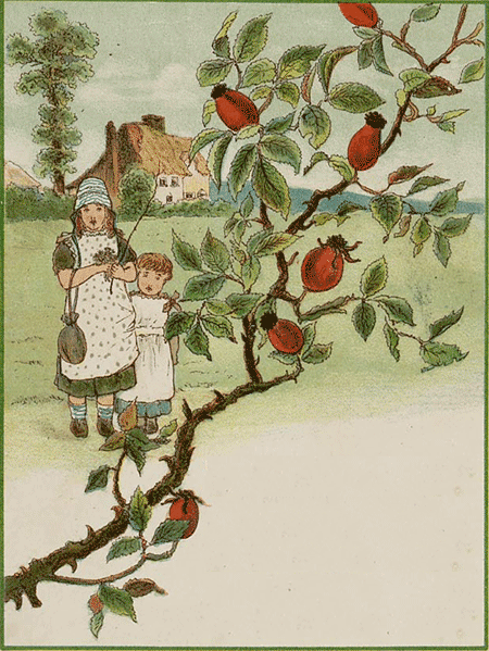 illustratie