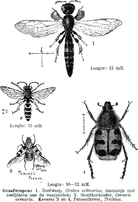 illustratie