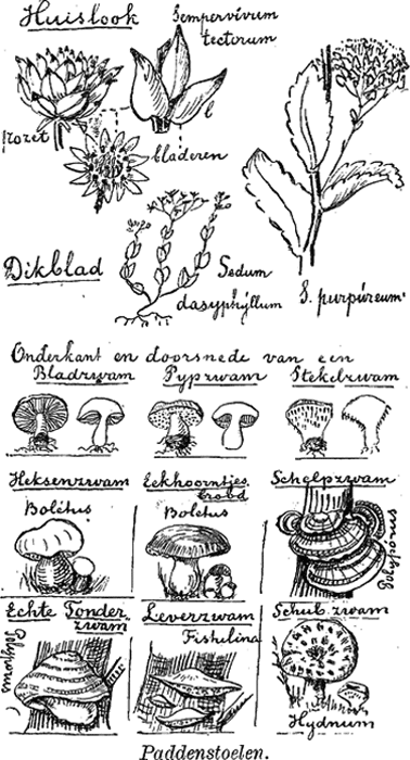 illustratie