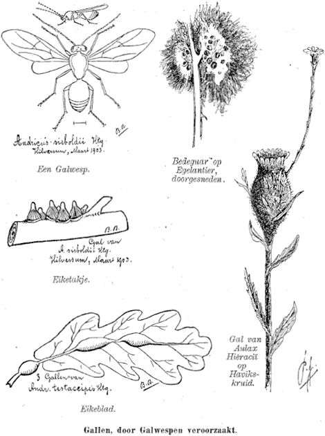 illustratie