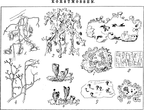 illustratie