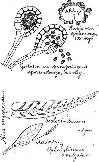 illustratie