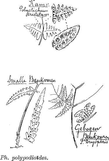 illustratie