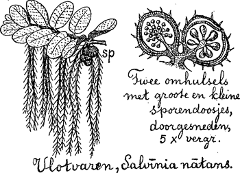 illustratie