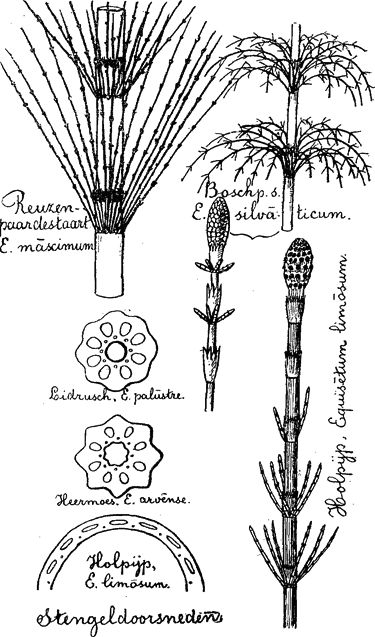 illustratie