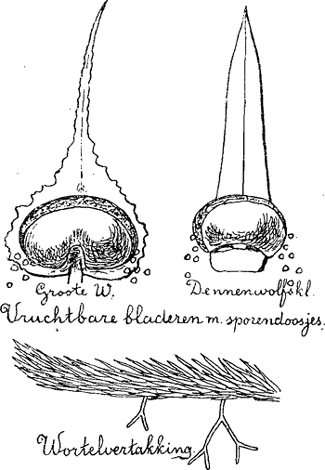 illustratie