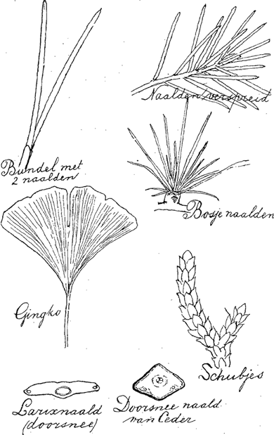 illustratie