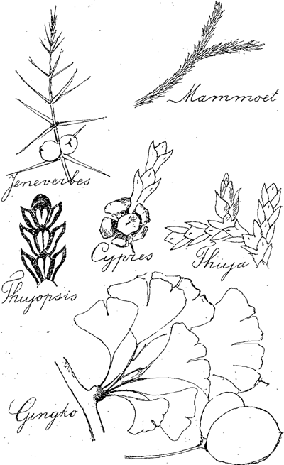 illustratie
