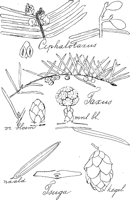 illustratie