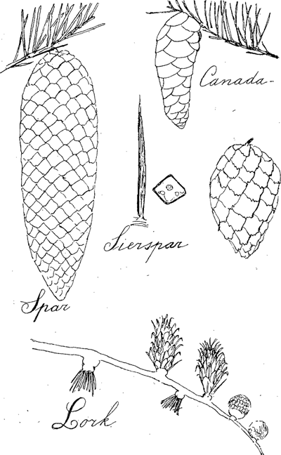 illustratie