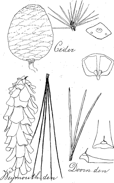 illustratie