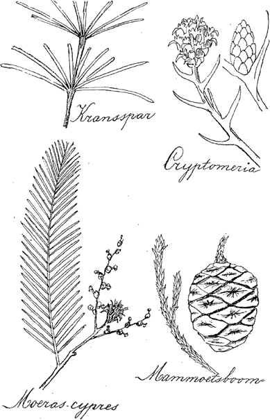 illustratie
