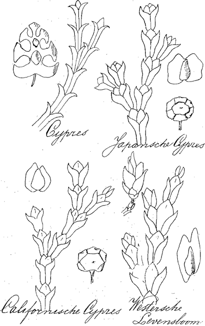 illustratie