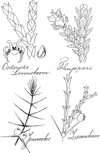 illustratie