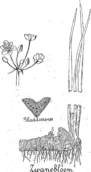 illustratie