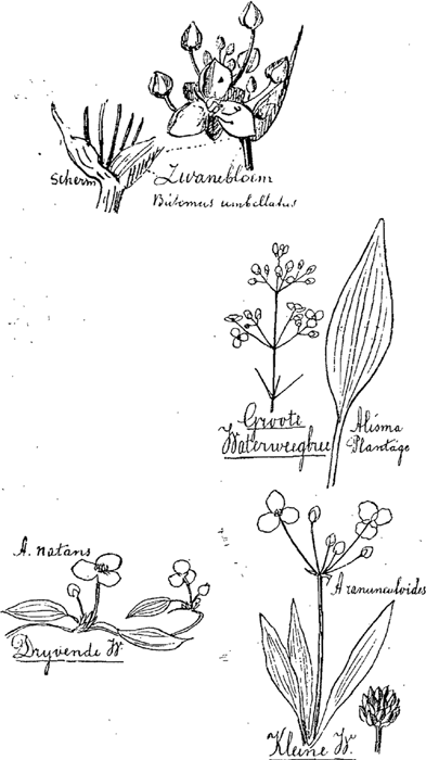 illustratie