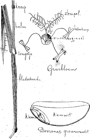 illustratie