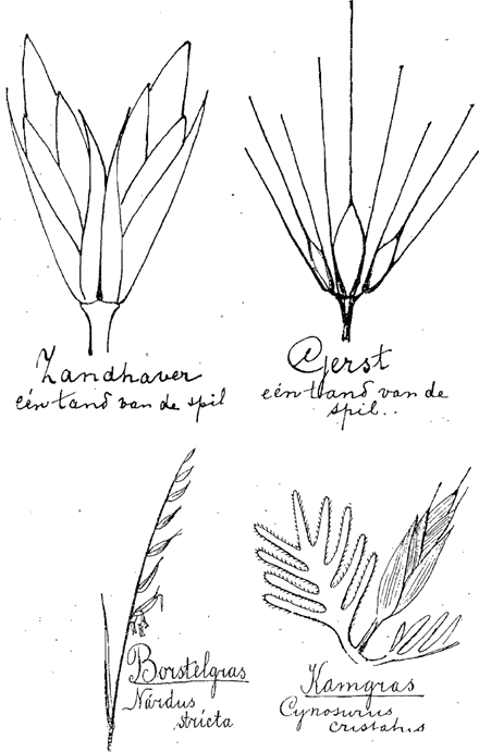 illustratie