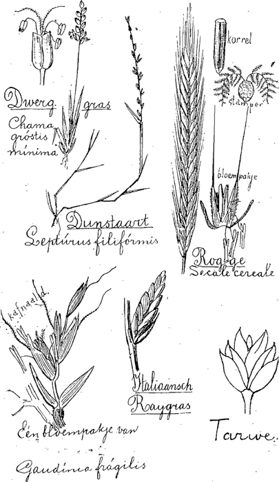 illustratie