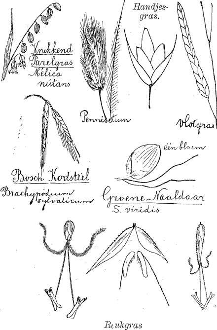 illustratie