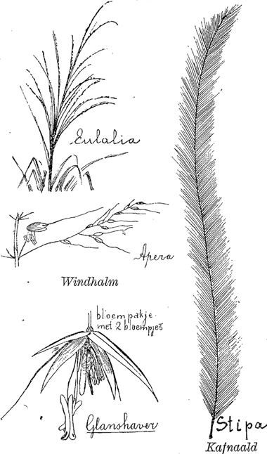 illustratie
