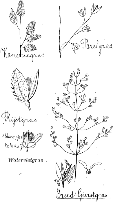 illustratie