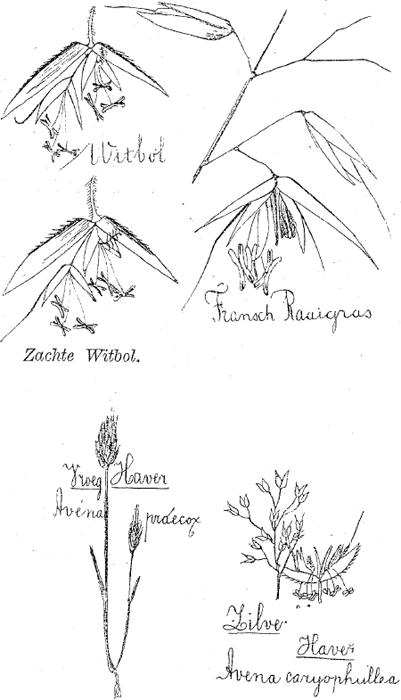 illustratie