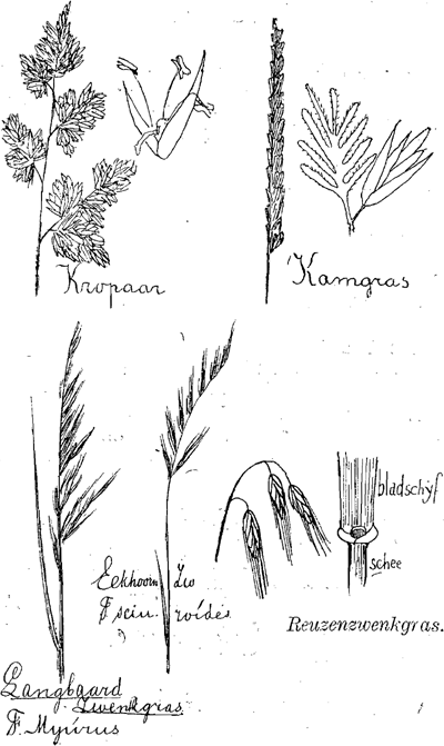 illustratie