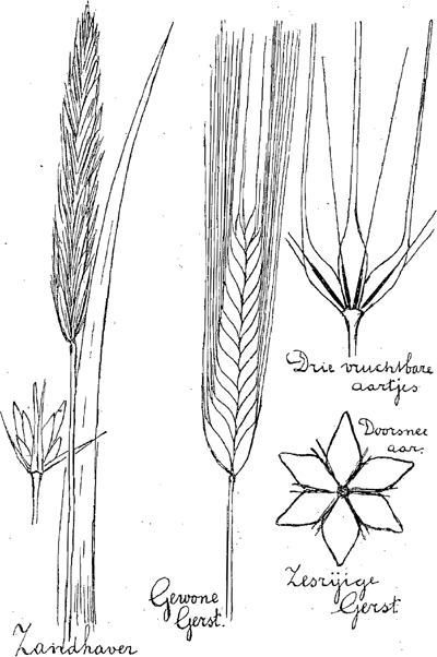 illustratie