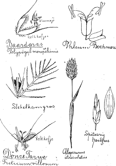 illustratie