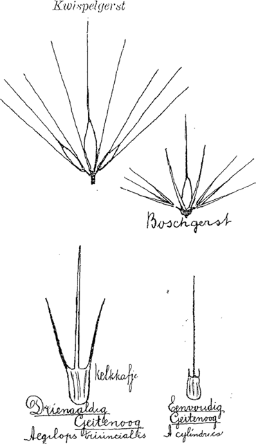 illustratie