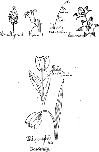 illustratie