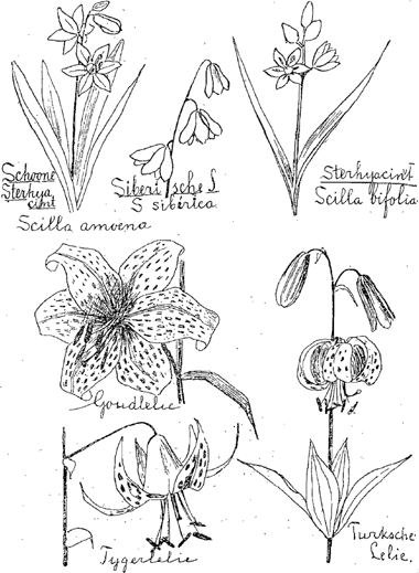 illustratie