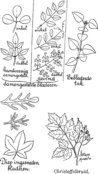 illustratie