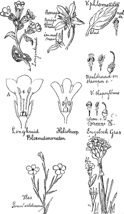 illustratie