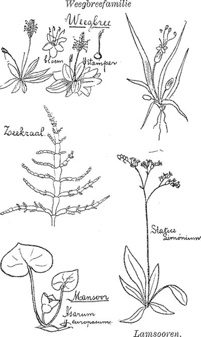 illustratie