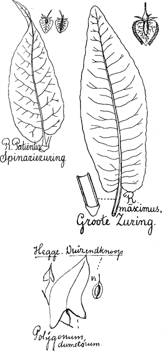 illustratie