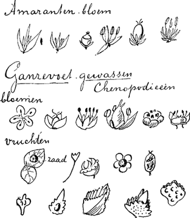 illustratie