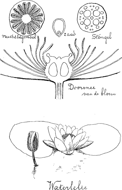 illustratie