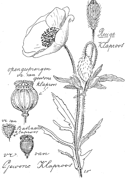 illustratie